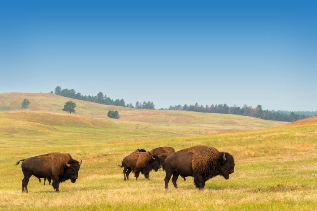 View of bison in Custer State Park in the Black Hills in South Dakota